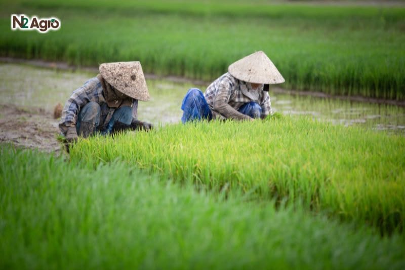 Lúa bị thối rễ – Nguyên nhân, tác hại và cách phòng trừ Lúa bị thối rễ – Nguyên nhân, tác hại và cách phòng trừ