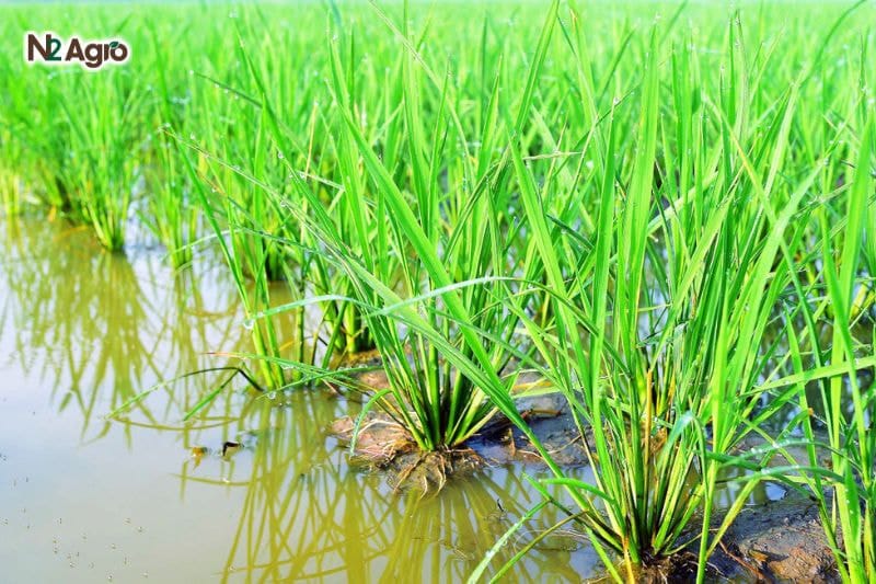 Lúa bị thối rễ – Nguyên nhân, tác hại và cách phòng trừ Lúa bị thối rễ – Nguyên nhân, tác hại và cách phòng trừ