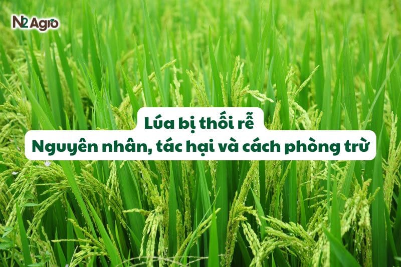 Lúa bị thối rễ – Nguyên nhân, tác hại và cách phòng trừ
