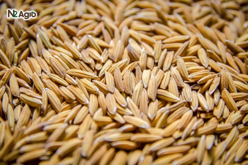 Kỹ thuật ngâm ủ lúa giống giúp nhanh nảy mầm NGÂM Ủ LÚA GIỐNG GIÚP NHANH NẢY MẦM