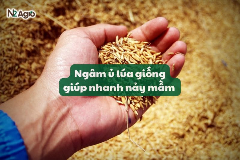 NGÂM Ủ LÚA GIỐNG GIÚP NHANH NẢY MẦM