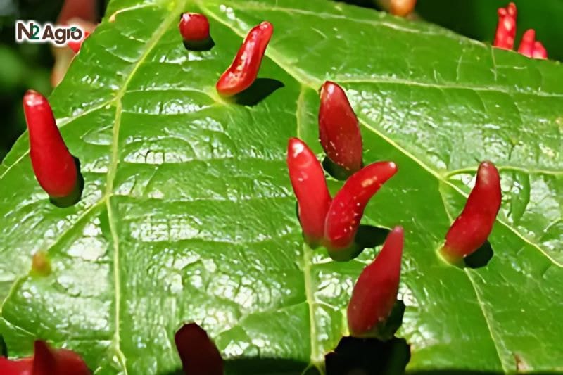 Nhện lông nhung trên nhãn: Nguyên nhân, hậu quả & Các biện pháp phòng trị Dấu hiệu nhận biết nhện lông nhung hại nhãn
