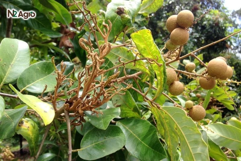 Nhện lông nhung trên nhãn: Nguyên nhân, hậu quả & Các biện pháp phòng trị Tác hại của nhện lông nhung đối với cây nhãn ảnh hưởng đến năng suất và chất lượng