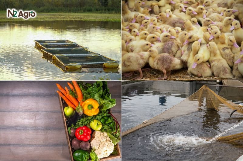 Nông nghiệp hữu cơ – Giải pháp bền vững cho tương lai Nông nghiệp hữu cơ - Giải pháp bền vững cho tương lai