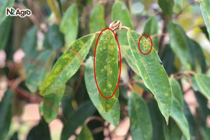 Bệnh đốm mắt cua: Các biện pháp hiệu quả & an toàn Triệu chứng bệnh đốm mắt cua dấu hiệu nhận biết trên lá