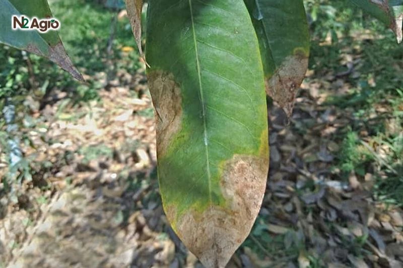 Phòng trừ bệnh thán thư trên sầu riêng: Hướng dẫn chi tiết từ A-Z N2 Agro