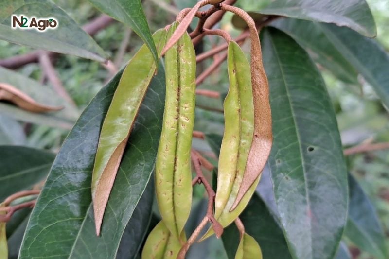 Phòng trừ rầy xanh hại sầu riêng: Giải pháp toàn diện cho nhà vườn Phòng trừ rầy xanh hại sầu riêng: Giải pháp toàn diện cho nhà vườn N2 Agro