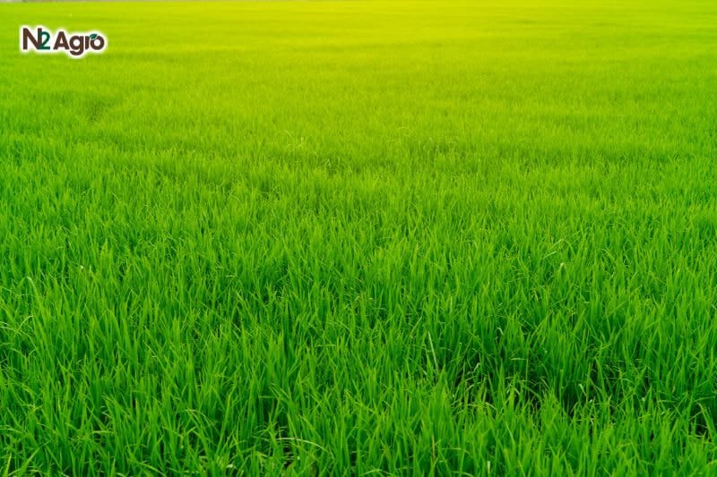 Rầy nâu hại lúa – Mối nguy lớn cho năng suất lúa gạo Rầy nâu hại lúa – Mối nguy lớn cho năng suất lúa gạo