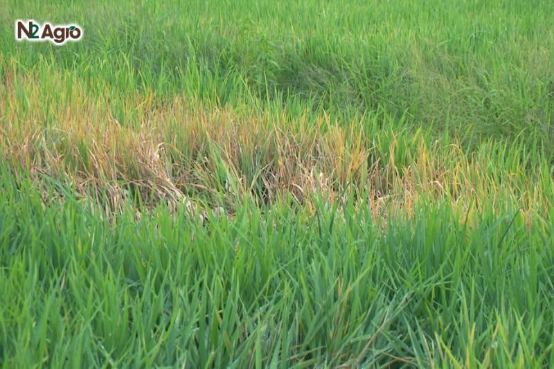 Rầy nâu hại lúa – Mối nguy lớn cho năng suất lúa gạo Rầy nâu hại lúa – Mối nguy lớn cho năng suất lúa gạo