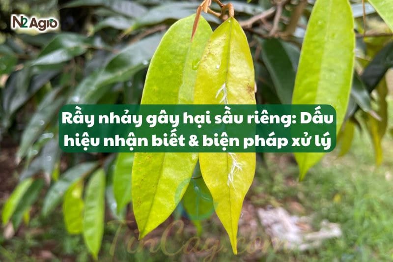 Rầy nhảy gây hại sầu riêng: Dấu hiệu nhận biết & biện pháp xử lý-N2 Agro