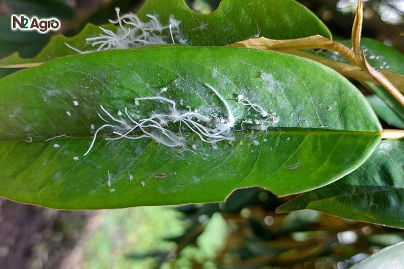 Rầy nhảy gây hại sầu riêng: Dấu hiệu nhận biết & biện pháp xử lý Tìm hiểu về rầy nhảy hại sầu riêng dấu hiệu nhân biết và biện pháp xử lý