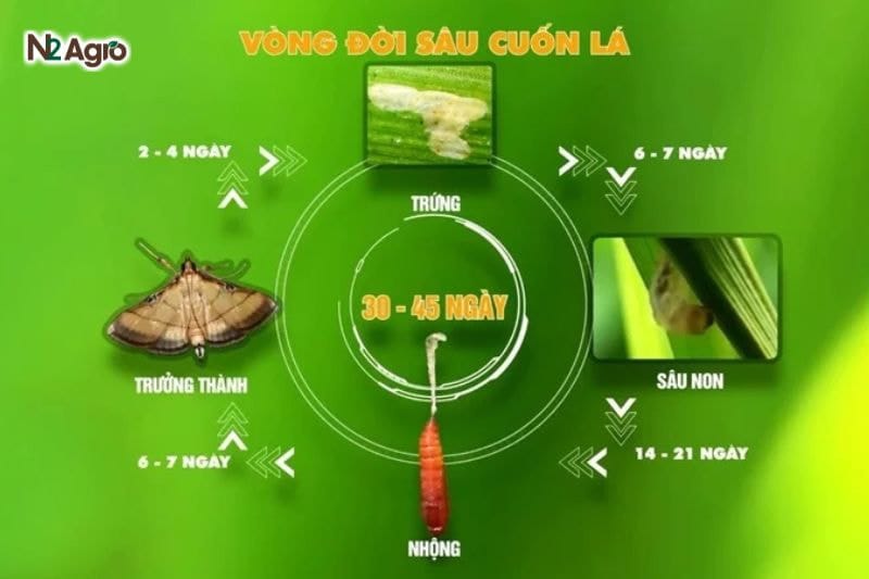 Sâu cuốn lá – Kẻ thù nguy hiểm của cây lúa Sâu cuốn lá – Kẻ thù nguy hiểm của cây lúa