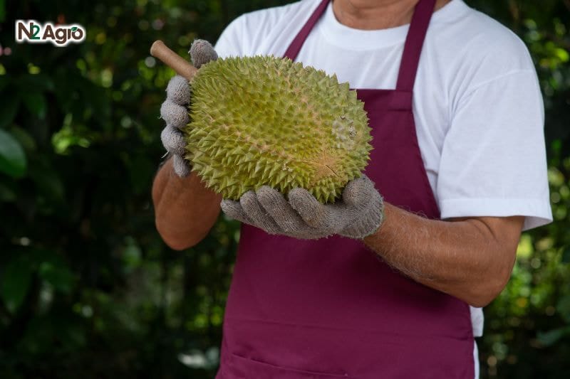 Sầu riêng Musang King – Vua của các loại sầu riêng Sầu riêng Musang King - Vua của các loại sầu riêng