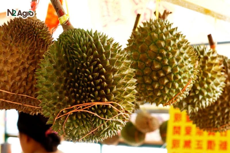 Sầu riêng Musang King – Vua của các loại sầu riêng Sầu riêng Musang King - Vua của các loại sầu riêng