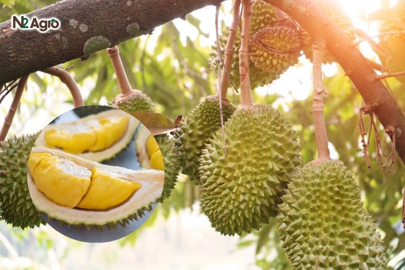 Sầu riêng Musang King – Vua của các loại sầu riêng Sầu riêng Musang King - Vua của các loại sầu riêng