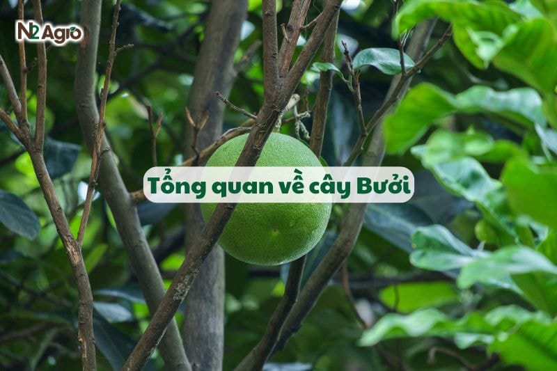 Tổng quan về cây Bưởi-N2 Agro