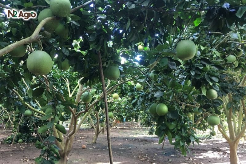 Tổng quan về cây Bưởi Ý nghĩa kinh tế của cây bưởi là nguồn thu nhập chính cho nông dân