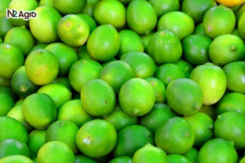 Tổng quan về cây Chanh Tổng quan về cây chanh