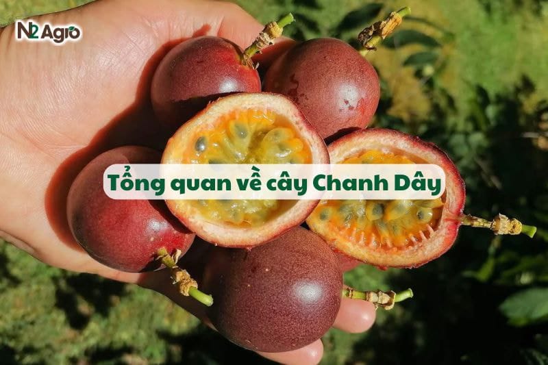 Tổng quan về cây Chanh Dây-N2 Agro