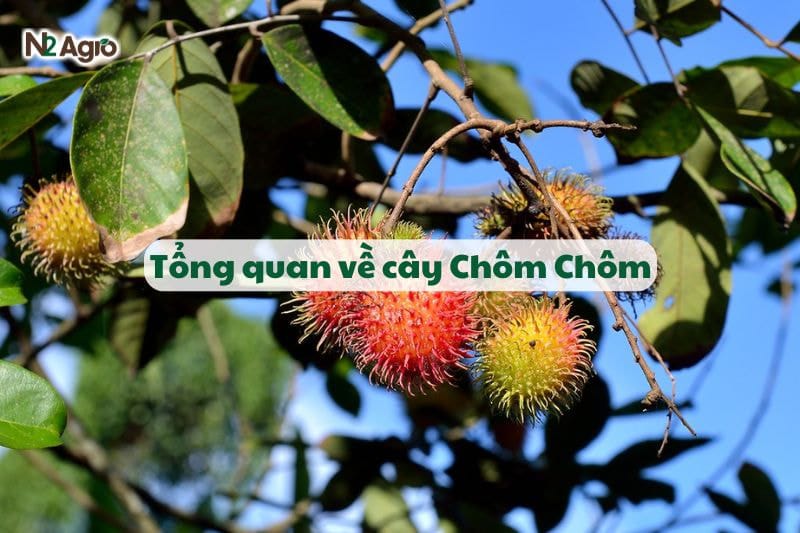 Tổng quan về cây Chôm Chôm-N2 Agro