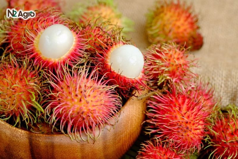 Đặc điểm hình thái cây chôm chôm thuộc nhóm thân gỗ trái có vị ngọt hoặc chua