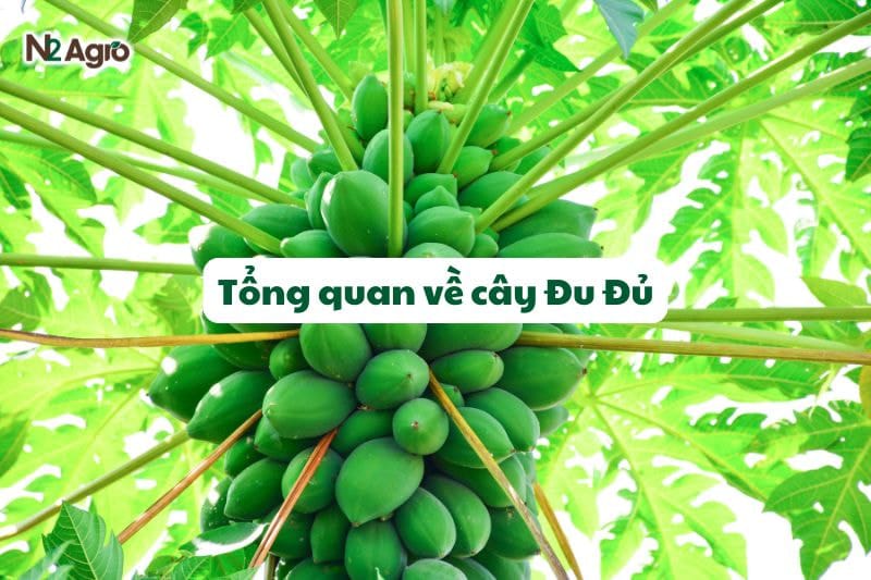 Tổng quan về cây đu đủ