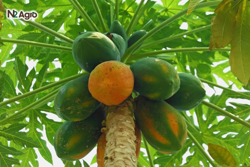 Tổng quan về cây Đu Đủ Tổng quan về cây đu đủ