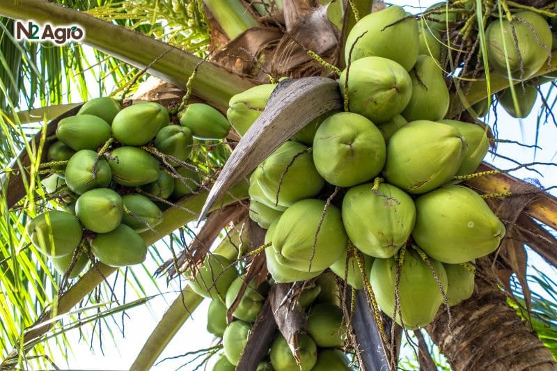 Tổng quan về cây Dừa Tổng quan về cây dừa