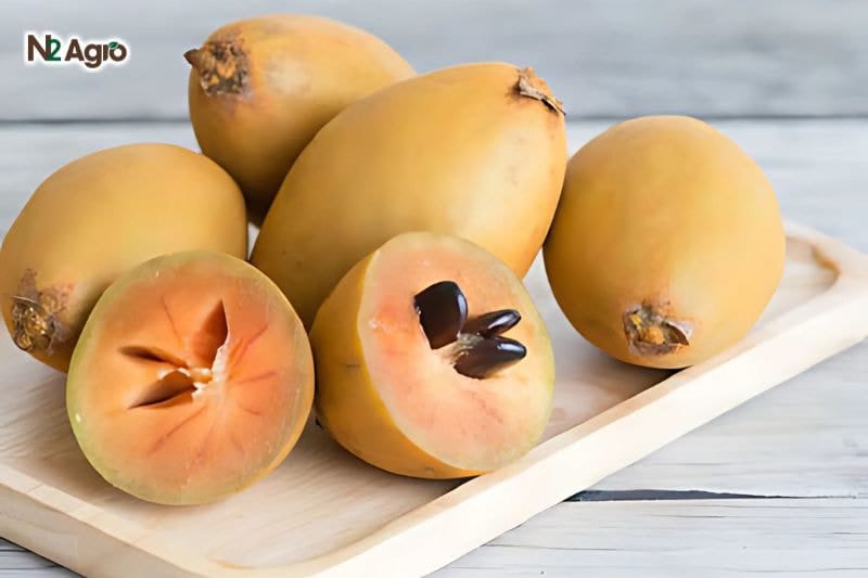 Tổng quan về cây Hồng Xiêm Đặc điểm hình thái cây hồng xiêm thân gỗ lâu năm trái có vị ngọt và thơm nhẹ