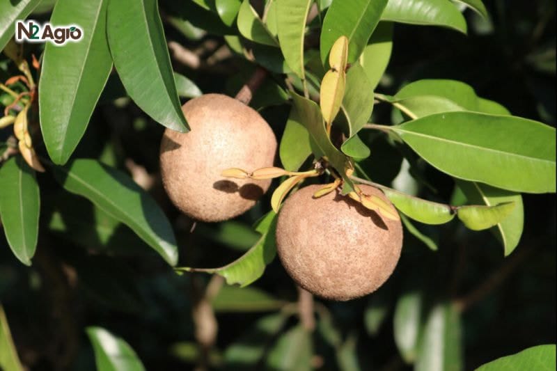 Tổng quan về cây Hồng Xiêm Ý nghĩa kinh tế cây hồng xiêm là loại cây ăn trái có giá trị kinh tế cao được ưa chuộng trên thị trường