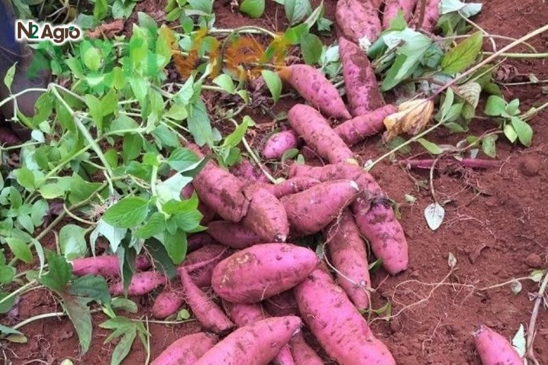 Tổng quan về cây Khoai Lang Đặc điểm hình thái của cây khoai lang thân thảo bò sát mặt đất