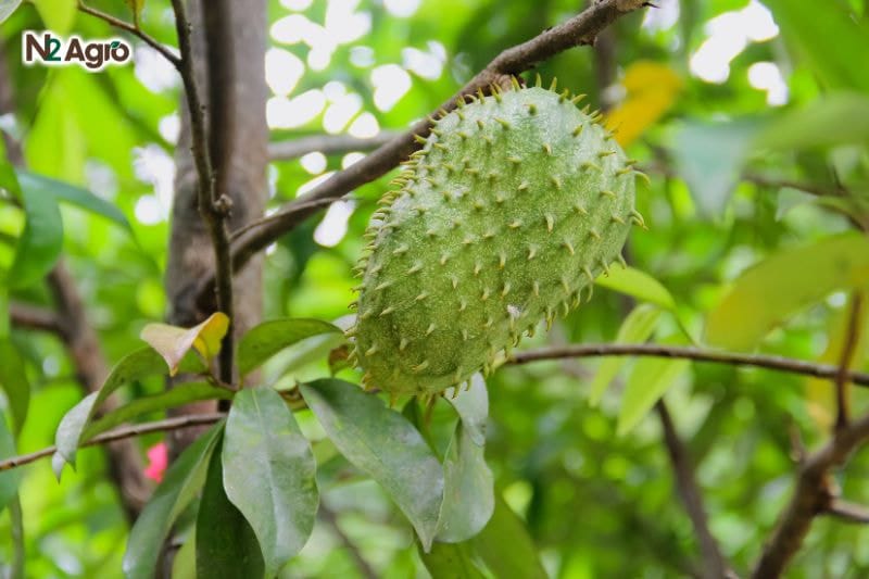 Tổng quan về cây Mãng Cầu Tổng quan về cây mãng cầu