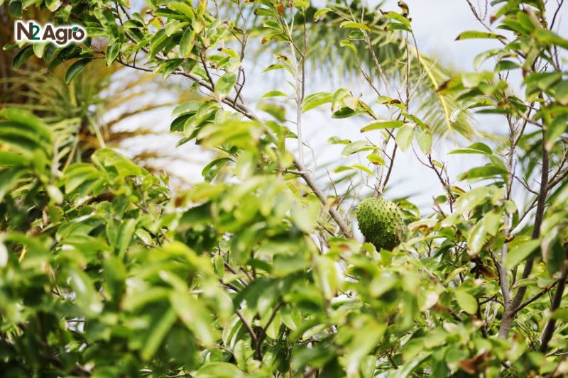 Tổng quan về cây Mãng Cầu Tổng quan về cây mãng cầu