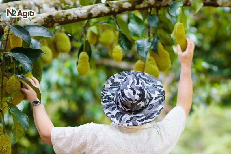 Tổng quan về cây Mít tổng quan về cây mít