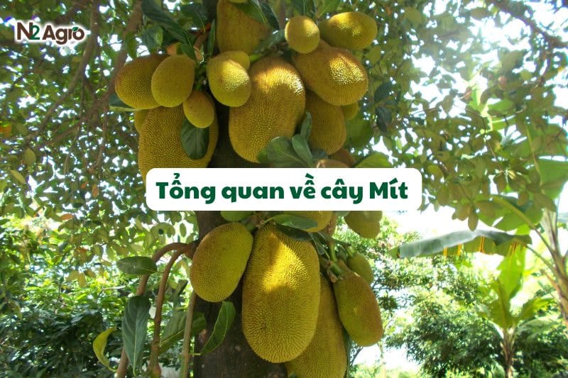 tổng quan về cây mít