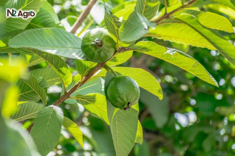 Tổng quan về cây Ổi Tổng quan về cây ổi
