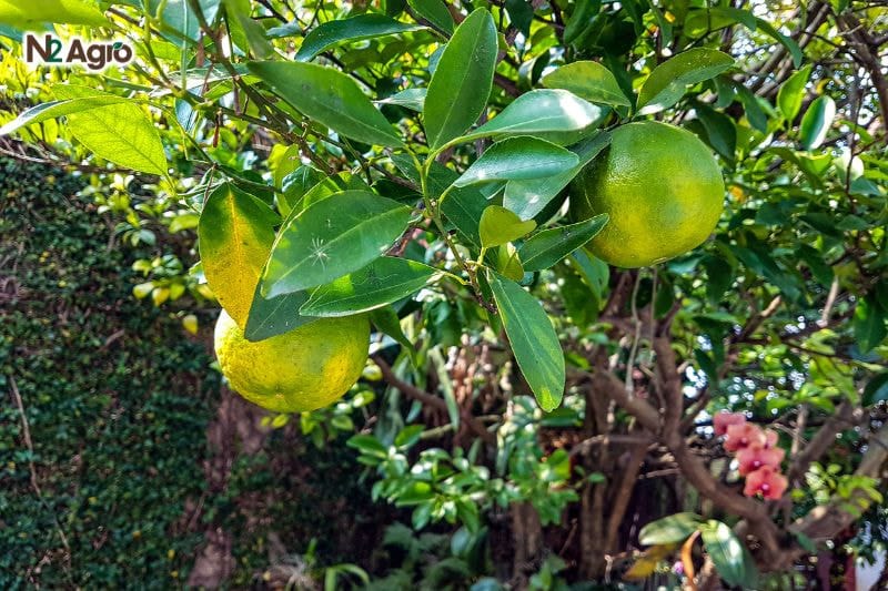 Tổng quan về cây Quýt Tổng quan về cây quýt