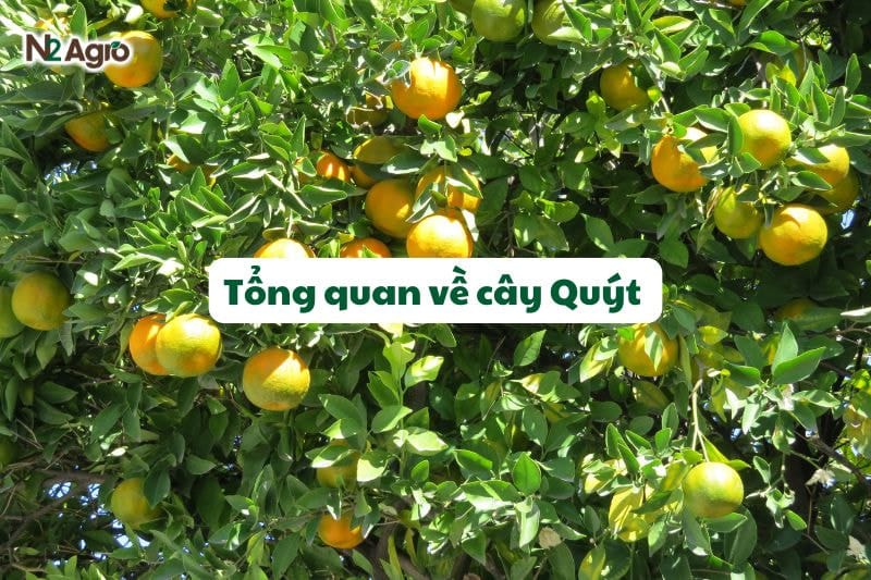 Tổng quan về cây quýt