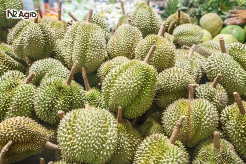 Tổng quan về cây Sầu Riêng Tổng quan về cây sầu riêng