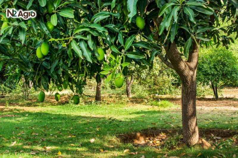 Tổng quan về cây Xoài tổng quan về cây xoài
