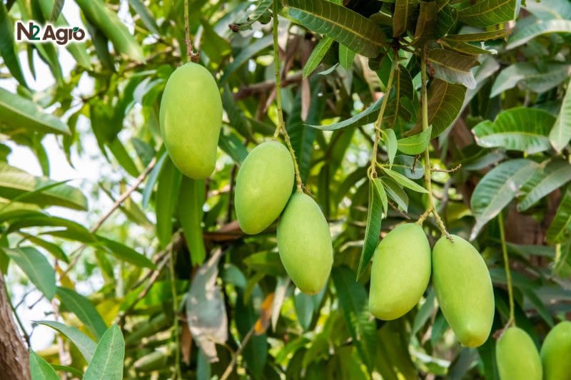 Tổng quan về cây Xoài tổng quan về cây xoài