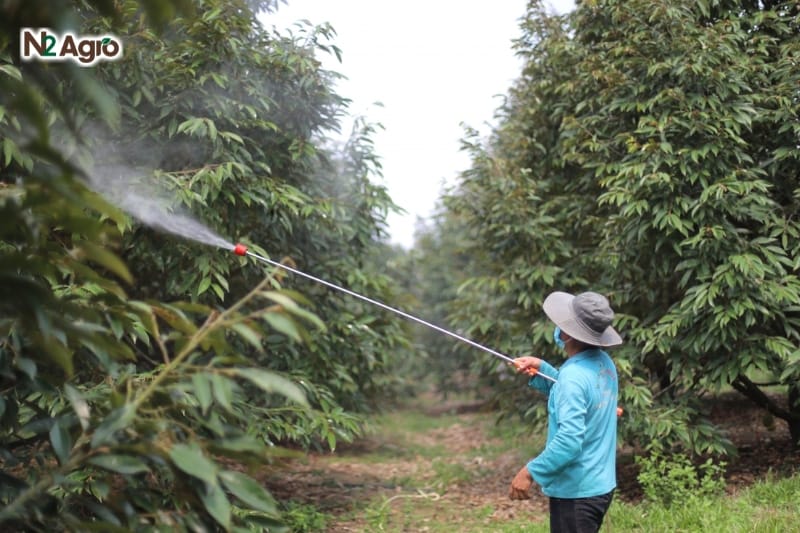 Bệnh Vàng Lá Cây Sầu Riêng: Nguyên Nhân Và Biện Pháp Phòng Trừ Hiệu Quả Bệnh Vàng Lá Cây Sầu Riêng: Nguyên Nhân Và Biện Pháp Phòng Trừ Hiệu Quả N2 Agro