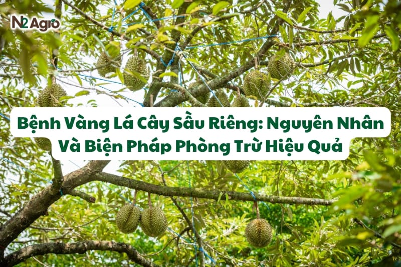 Bệnh Vàng Lá Cây Sầu Riêng: Nguyên Nhân Và Biện Pháp Phòng Trừ Hiệu Quả N2 Agro