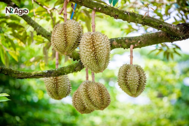 Bệnh Vàng Lá Cây Sầu Riêng: Nguyên Nhân Và Biện Pháp Phòng Trừ Hiệu Quả Bệnh Vàng Lá Cây Sầu Riêng: Nguyên Nhân Và Biện Pháp Phòng Trừ Hiệu Quả N2 Agro