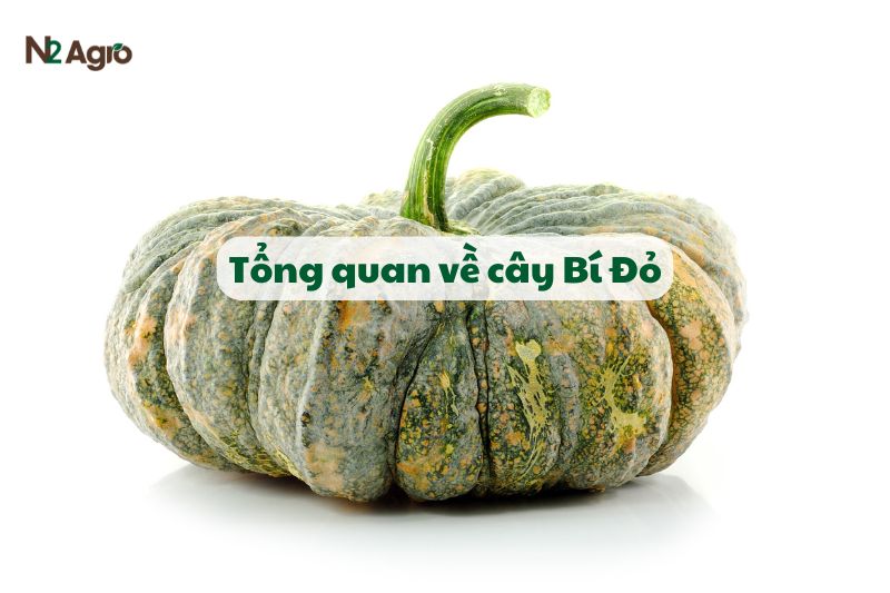 Tổng quan về cây Bí Đỏ-N2 Agro