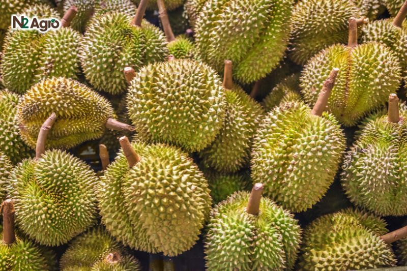 3 giống sầu riêng Thái phổ biến nhất hiện nay 3 giống sầu riêng Thái phổ biến nhất hiện nay