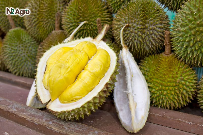 3 giống sầu riêng Thái phổ biến nhất hiện nay 3 giống sầu riêng Thái phổ biến nhất hiện nay
