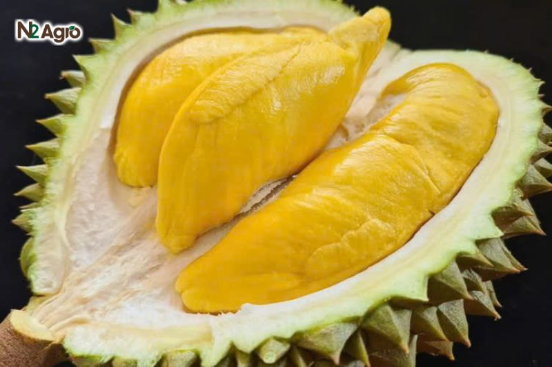 3 giống sầu riêng Thái phổ biến nhất hiện nay 3 giống sầu riêng Thái phổ biến nhất hiện nay
