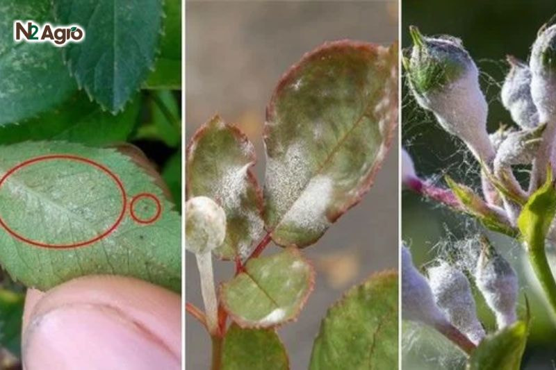 Bệnh phấn trắng trên cây ớt: Nguyên nhân, triệu chứng và cách phòng trừ Lá nhiễm nặng có thể bị khô héo, cuộn tròn ở mép và rụng sớm, ảnh hưởng đến toàn bộ cây.