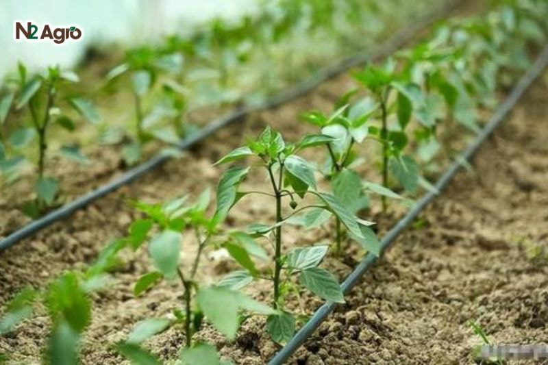Bệnh phấn trắng trên cây ớt: Nguyên nhân, triệu chứng và cách phòng trừ Duy trì mật độ trồng hợp lý (khoảng 40-50 cm giữa các cây), đảm bảo cây nhận đủ ánh sáng, nước và dinh dưỡng, tránh cạnh tranh gay gắt.